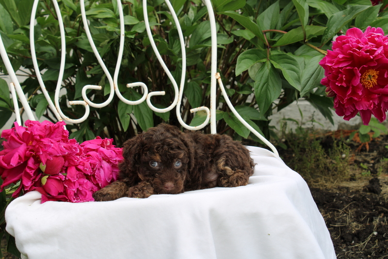 puppy, for, sale, , Matthew B. Stoltzfus, dog, breeder, Gap, PA, dog-breeder, puppy-for-sale, forsale, nearby, find, puppyfind, locator, puppylocator, aca